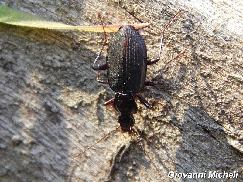 Limodromus assimilis